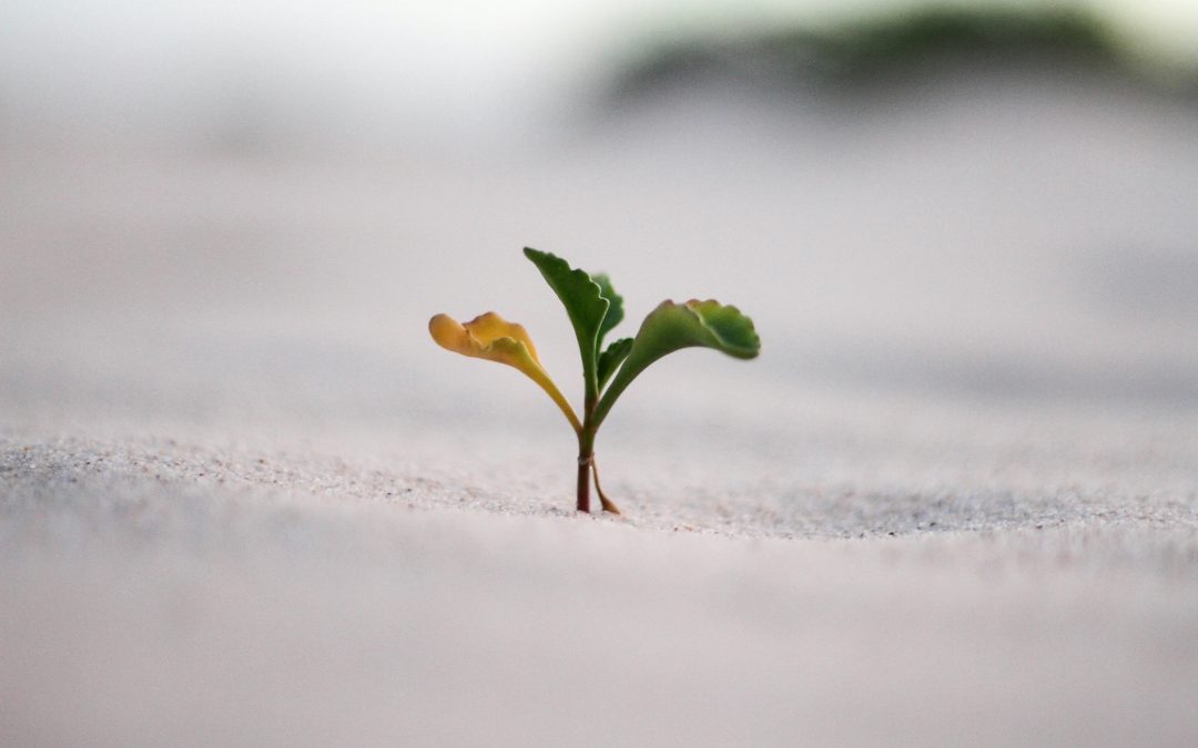 Economía del propósito: cómo las empresas generan valor económico, social y ambiental